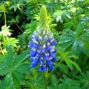 Lupinus 'The Governor'