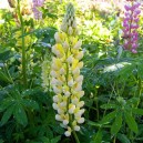 Lupinus 'Chandelier'