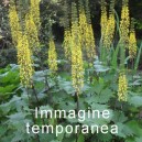 Ligularia przewalskii
