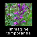 Lobelia gerardii