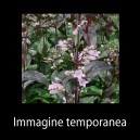 Penstemon digitalis 'Husker Red'