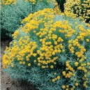 Santolina chamaecyparissus