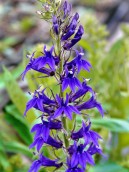 Lobelia speciosa 'Fan Blue'